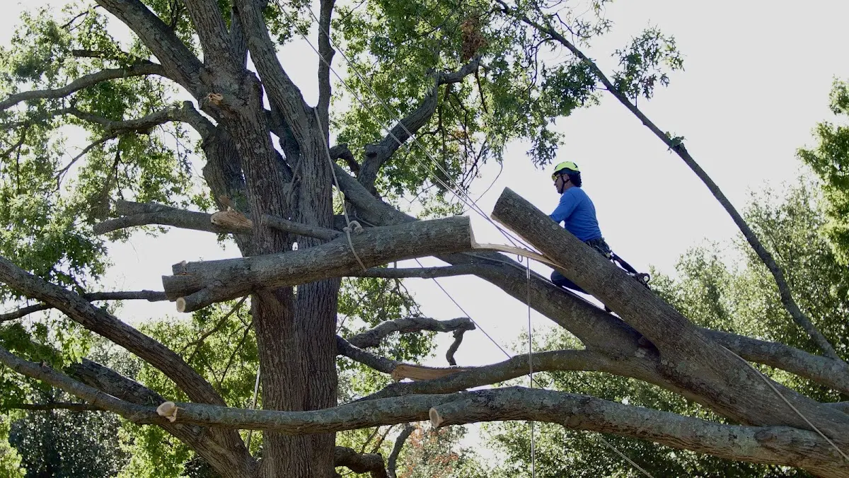 Professional Hazardous Tree Removal performed by certified arborists in Cedar Bluff