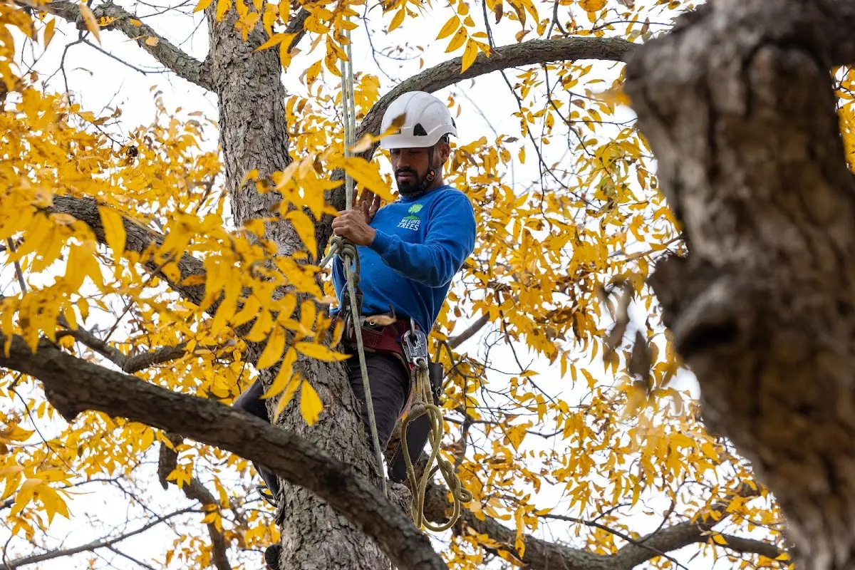 Skilled Tree Trimming crew working in Cedar Bluff